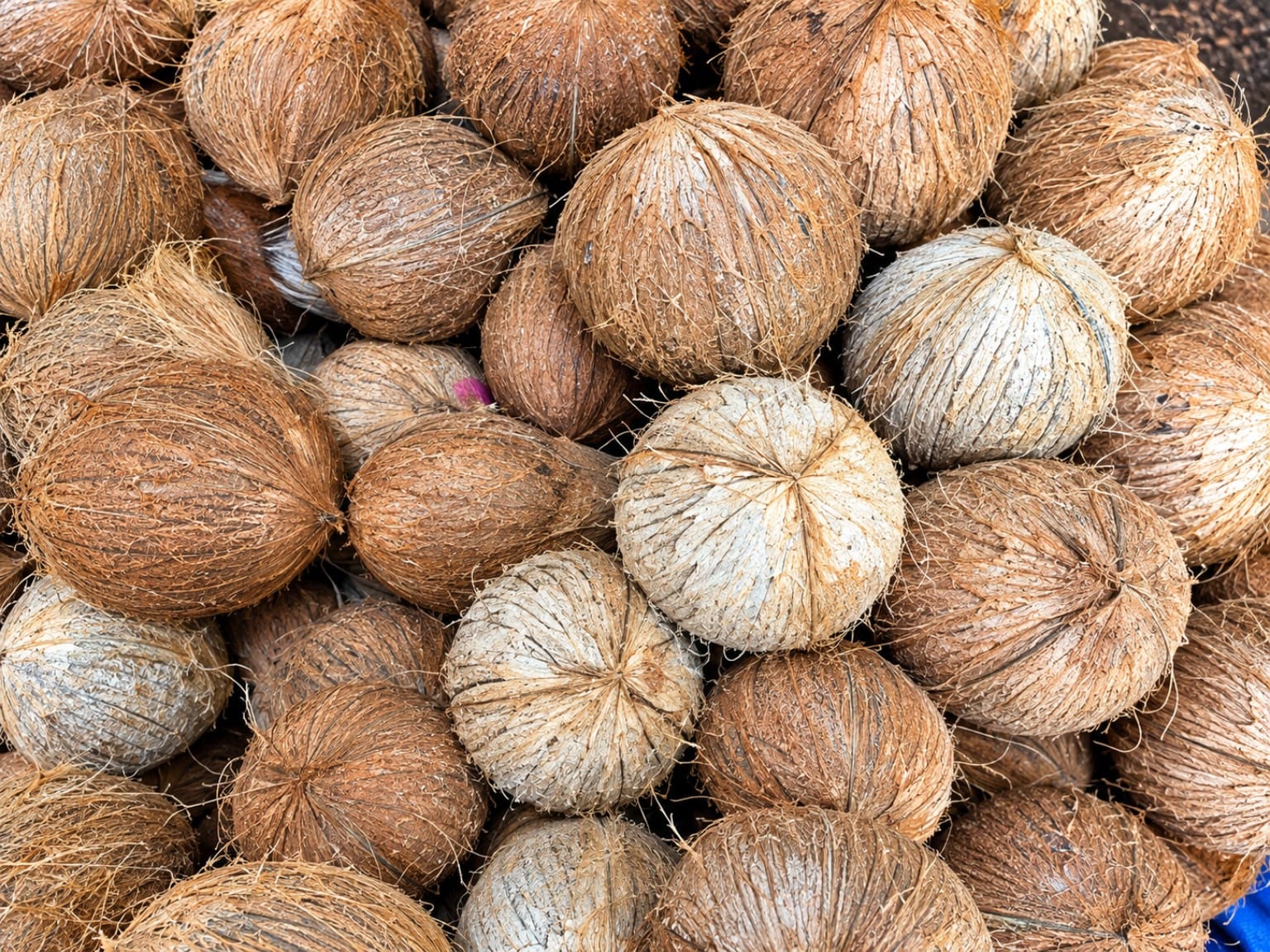 Fresh mature coconut